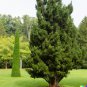50+ Eastern Red Cedar Hedge Shrub Tree Seeds Juniperous Virginiana