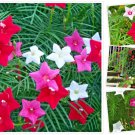 20 Hummingbird Vine Flower Seeds Mixed Colors Ipo Quamoclit