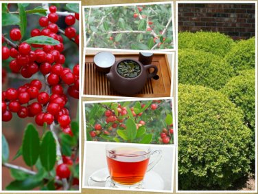 40 Yaupon Holly Bush Hedge Seeds Ilex Vomitoria Caffiene Tea Shrub