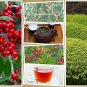 40 Yaupon Holly Bush Hedge Seeds Ilex Vomitoria Caffiene Tea Shrub