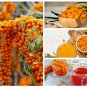 50+ Seaberry Seeds Sea Buckthorn Edible Medicinal Berry Fruit Tree