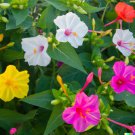 50 Four O Clock Flower Mix Seeds Marvel