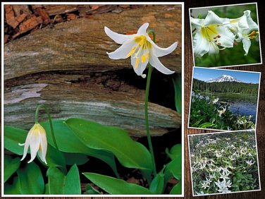 10 White Avalanche Lily Seeds Erythronium Montanum Flower