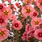 80+ Monroe S Globemallow Seeds Flowering Shrub Drought Tolerant