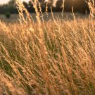 300+ Sweet Vernal Grass Seeds Vanilla Herb Anthoxanthum Odoratum