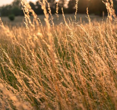 300+ Sweet Vernal Grass Seeds Vanilla Herb Anthoxanthum Odoratum
