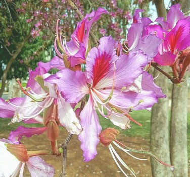 10 Geranium Orchid Tree Flower Seeds Bauhinia Purpurea