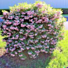 100+ Weigela Florida Bush Seeds Old Fashioned Pink & White Flower