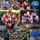 50pcs Rare Moonlight Butterfly Begonia MIX