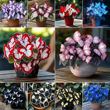 50pcs Rare Moonlight Butterfly Begonia MIX