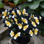 50pcs Rare Moonlight Butterfly Begonia Color-Yellow-White-Black