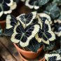 50pcs Rare Moonlight Butterfly Begonia Color-Black and white
