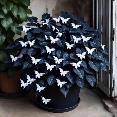 50pcs Rare Moonlight Butterfly Begonia Color-sapphires Color-Dark blue-white
