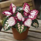 50pcs Rare Moonlight Butterfly Begonia Color-Fuchsia and White