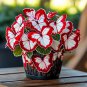 50pcs Rare Moonlight Butterfly Begonia Color-ruby