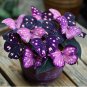 50pcs Rare Moonlight Butterfly Begonia - Purple Delight