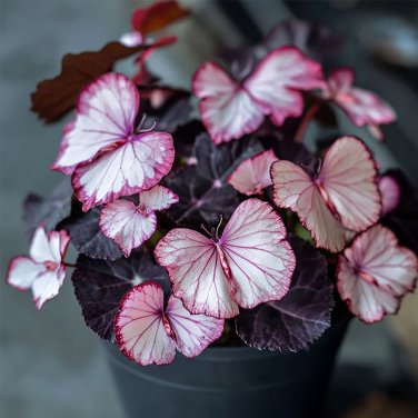 50pcs Rare Moonlight Butterfly Begonia