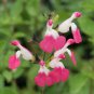 50 SEEDS Salvia 'Pink Lips'