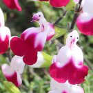 50 SEEDS Salvia ‘Cherry Lips