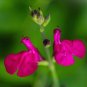 50 SEEDS Salvia Neon