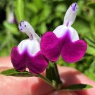50 SEEDS Salvia ‘Amethyst Lips
