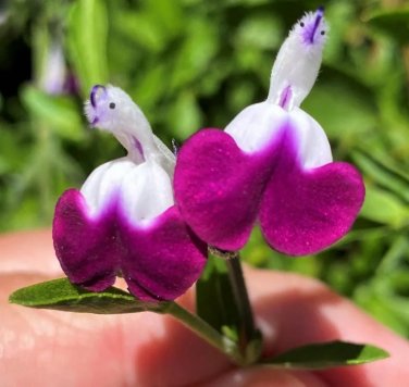 50 SEEDS Salvia &acirc;��Amethyst Lips
