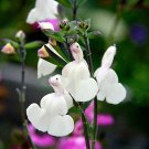 50 SEEDS Salvia Cool Cream