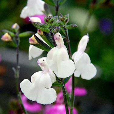 50 SEEDS Salvia Cool Cream