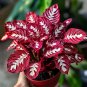 50 SEEDS Fascinating giant caladium Bright Red Leaves Accented By Bold White Veins