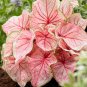 50 SEEDS Rare Coleus 'Florida Sweetheart'