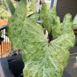 50 SEEDS Rare Coleus 'Frog in a Blender'Seeds