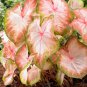 50 SEEDS Rare Coleus 'Kathleen'Seeds