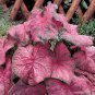 50 SEEDS Rare Coleus 'Fannie Munson'Seeds