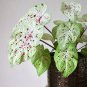 50 SEEDS Rare Coleus 'Miss Muffet'Seeds