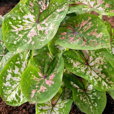50 SEEDS Rare Coleus 'Florida Elise'Seeds