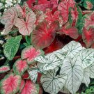 50 SEEDS Rare Coleus 'Fancy Mix'Seeds