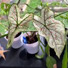 50 SEEDS CALADIUM FANCY LEAVED ‘STRAWBERRY STAR‘ JUMBO