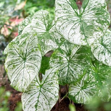 50 SEEDS Rare Coleus 'Candidum'Seeds