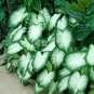 50 SEEDS Rare Coleus 'Aaron'Seeds