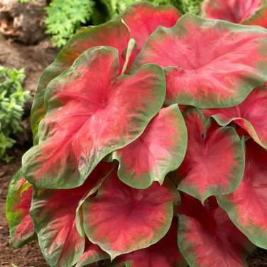 50 SEEDS Rare Coleus 'Freida Hemple'Seeds