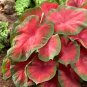 50 SEEDS Rare Coleus 'Freida Hemple'Seeds