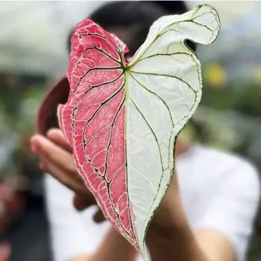 50 SEEDS caladium "Two colors"Seeds