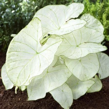 50 SEEDS Rare Coleus 'Florida Moonlight'Seeds