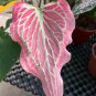 50 SEEDS Rare Coleus 'Thai Beauty'Seeds