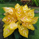 50 SEEDS Fascinating giant caladium Yellow And Pink Spots