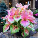 50 SEEDS The Enchanting Hosta - Pink