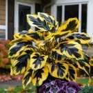 50 SEEDS Fascinating giant caladium  Yellow And Black