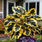 50 SEEDS Fascinating giant caladium  Yellow And Black