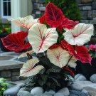 50 SEEDS Fascinating giant caladium Two-color (red & white)