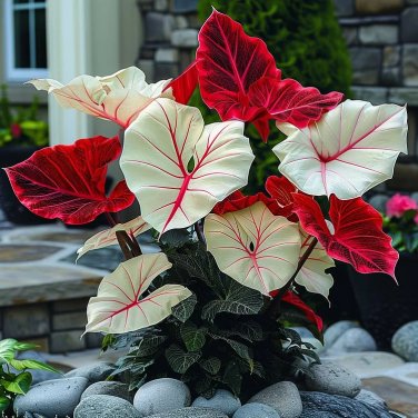 50 SEEDS Fascinating giant caladium Two-color (red & white)